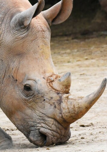 Rhinoceros