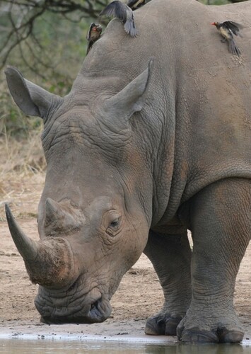 Rhinoceros
