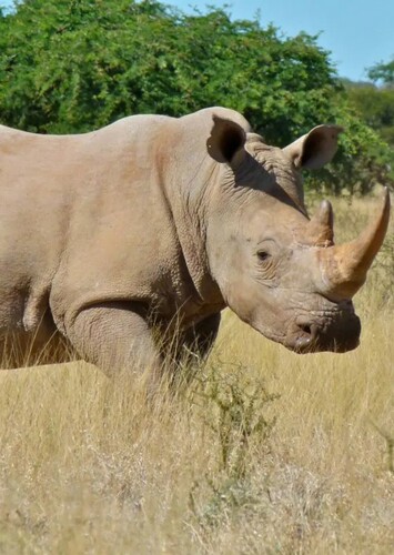 Rhinoceros