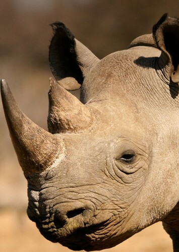 Rhinoceros