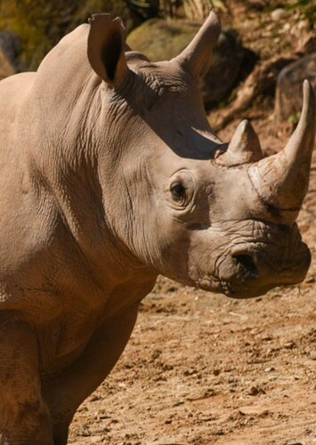 Rhinoceros