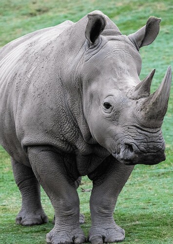 Rhinoceros