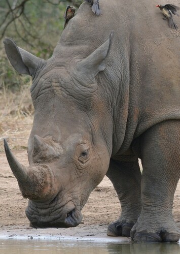 Rhinoceros