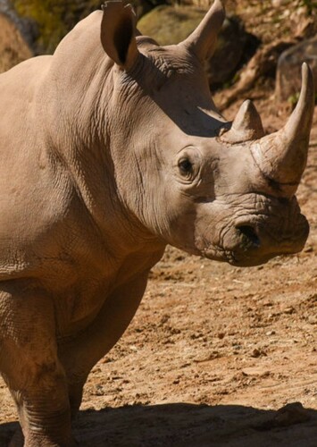 Rhinoceros