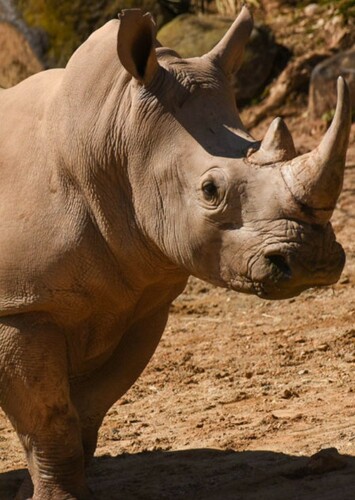 Rhinoceros