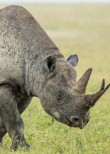 Rhinoceros