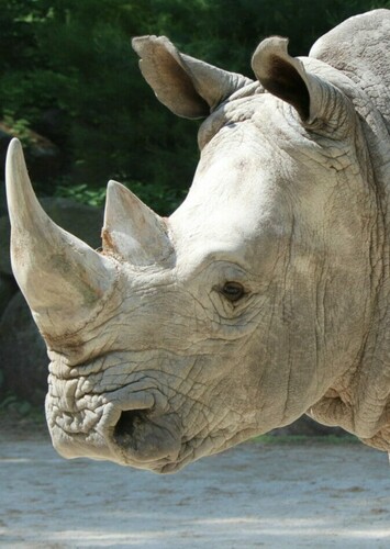 Rhinoceros