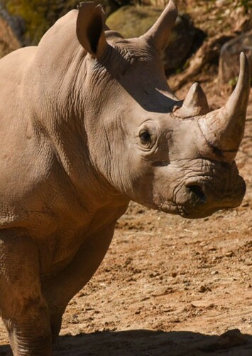 Rhinoceros