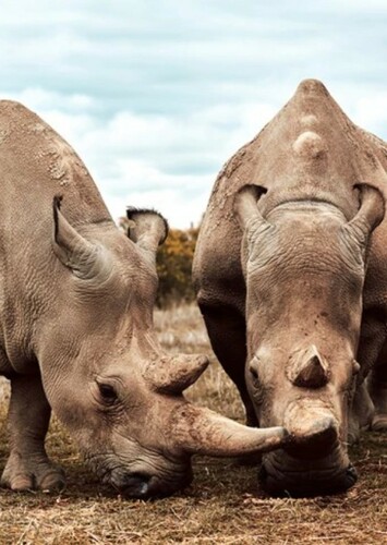 Rhinoceros