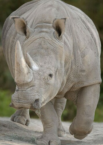 Rhinoceros