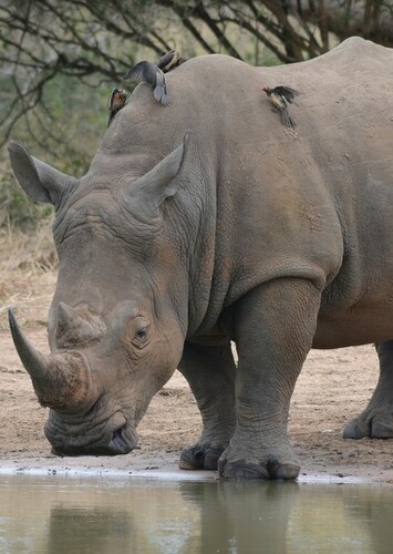 Rhinoceros