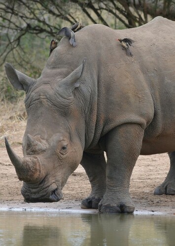 Rhinoceros