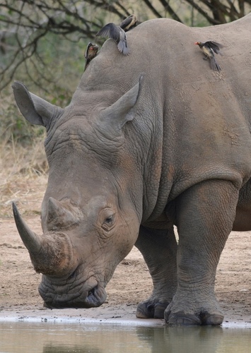 Rhinoceros