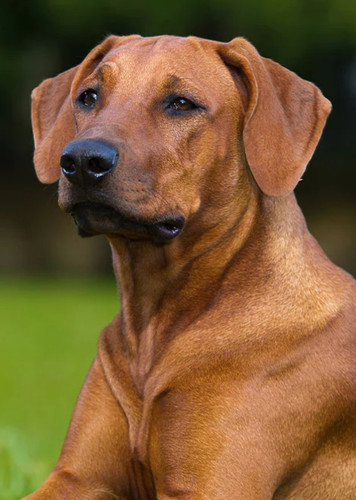 Rhodesian Ridgeback Dog