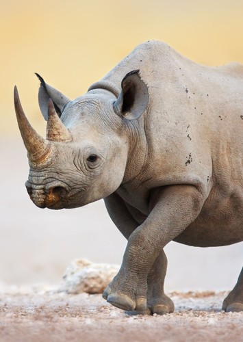 Rhonda The Rhinoceros
