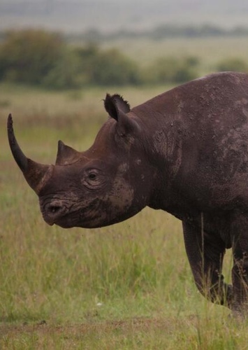 Richard the Black Rhinoceros
