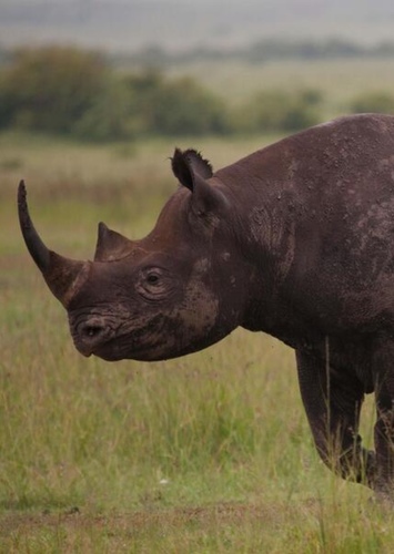 Richard the Black Rhinoceros
