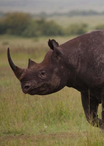 Richard the Black Rhinoceros