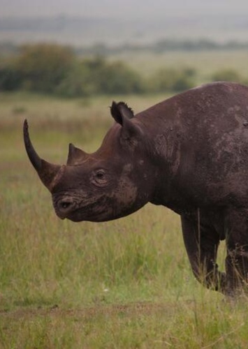 Richard the Rhinoceros