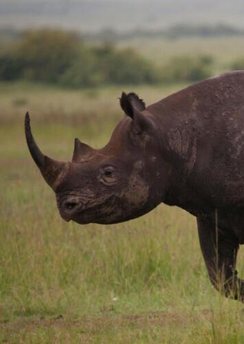 Richard The Rhinoceros