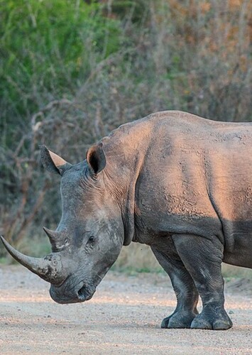 Richard the Rhinoceros
