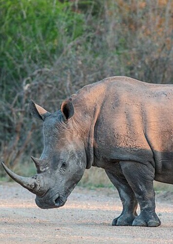 Richard the Rhinoceros