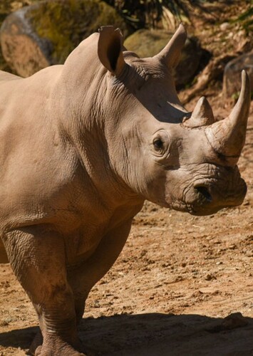 Richard the Rhinoceros