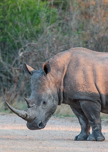 Richard the White Rhinoceros