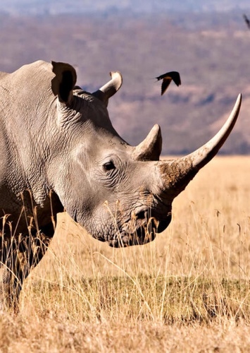 Richard the White Rhinoceros