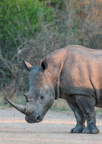 Richard the White Rhinoceros
