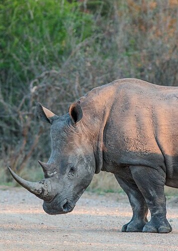 Richard the White Rhinoceros