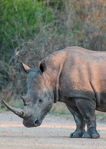 Richard the White Rhinoceros