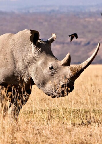 Richard the White Rhinoceros