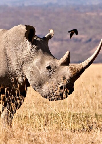 Richard the White Rhinoceros