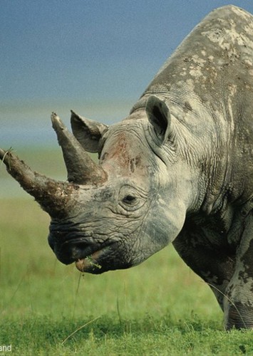 Rick The Black Rhinoceros