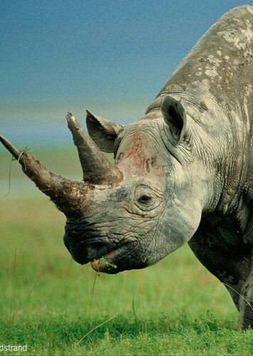 Rick the Black Rhinoceros