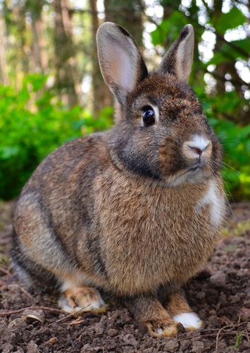 Ricky the Rabbit