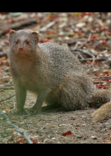 Rikki Tikki Tavi