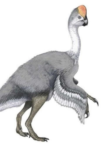 Rinchenia