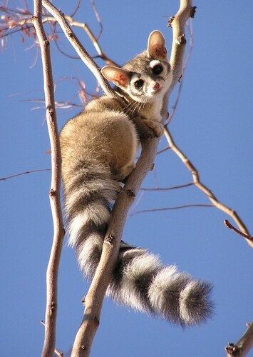 Ring Tailed Cat