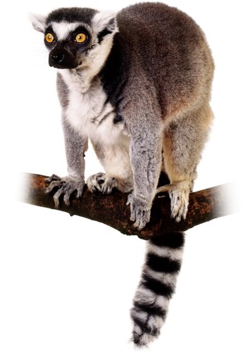 Ring-Tailed Lemur
