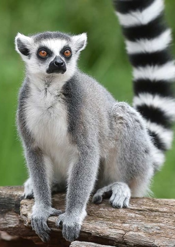 Ring Tailed Lemur