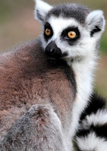 Ring Tailed Lemur