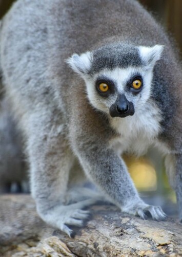 Ring Tailed Lemur