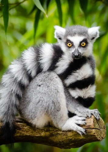 Ring Tailed Lemur