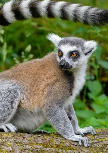 Ring Tailed Lemur