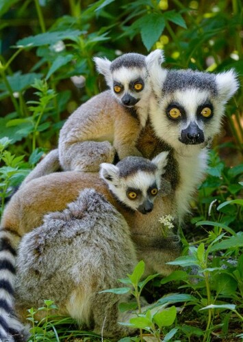 Ring Tailed Lemur