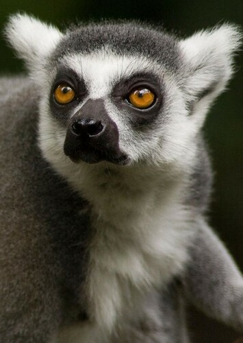 Ring Tailed Lemur