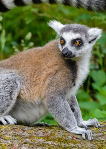 Ring Tailed Lemur