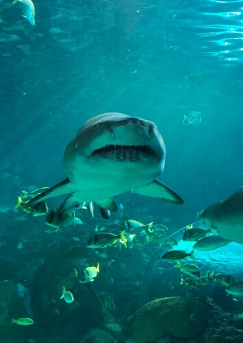 Ripley's Aquarium of Canada